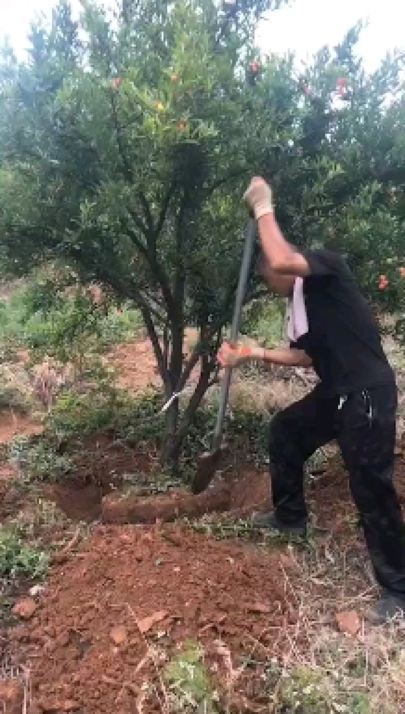 石榴树，花石榴地径10一20公分，大量供应
