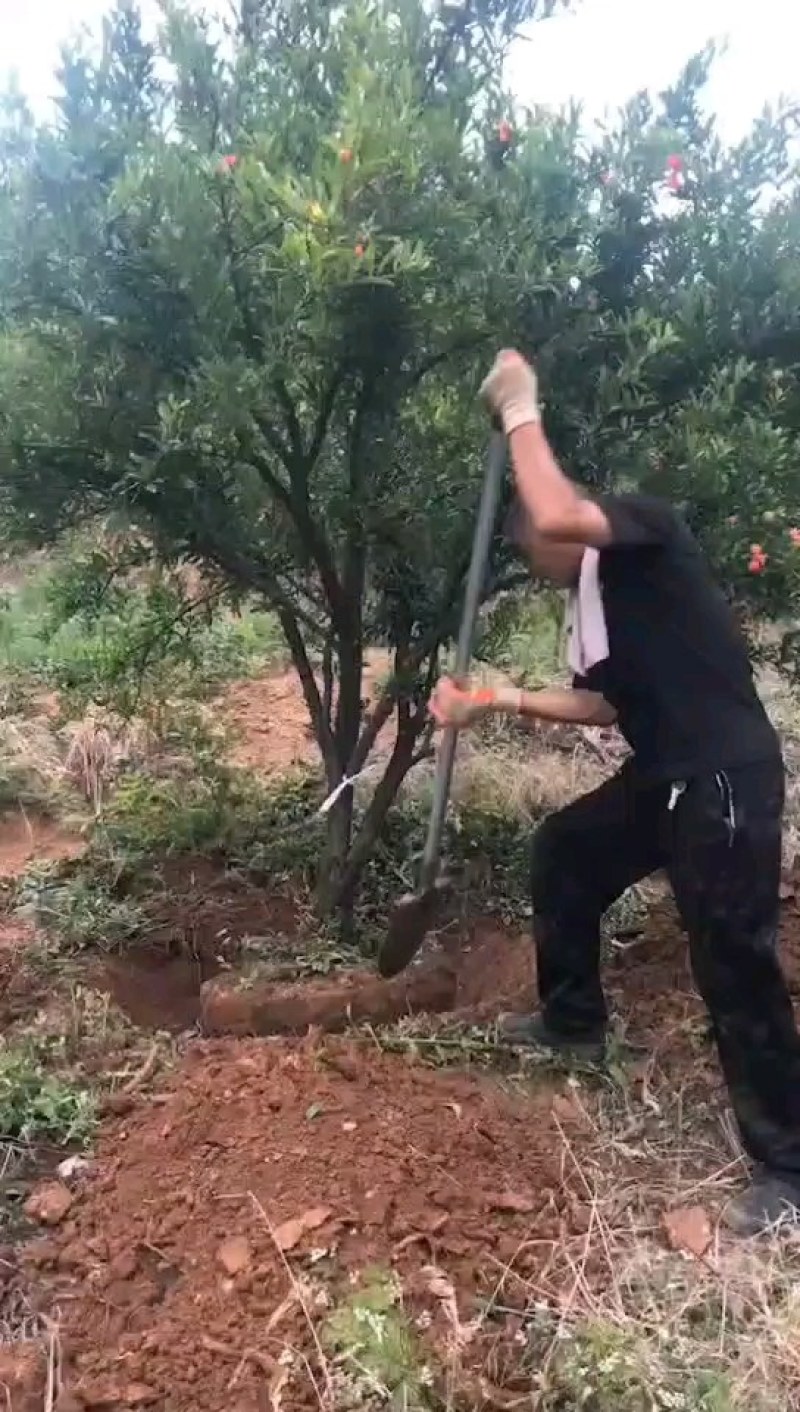 石榴树，花石榴地径10一20公分，大量供应
