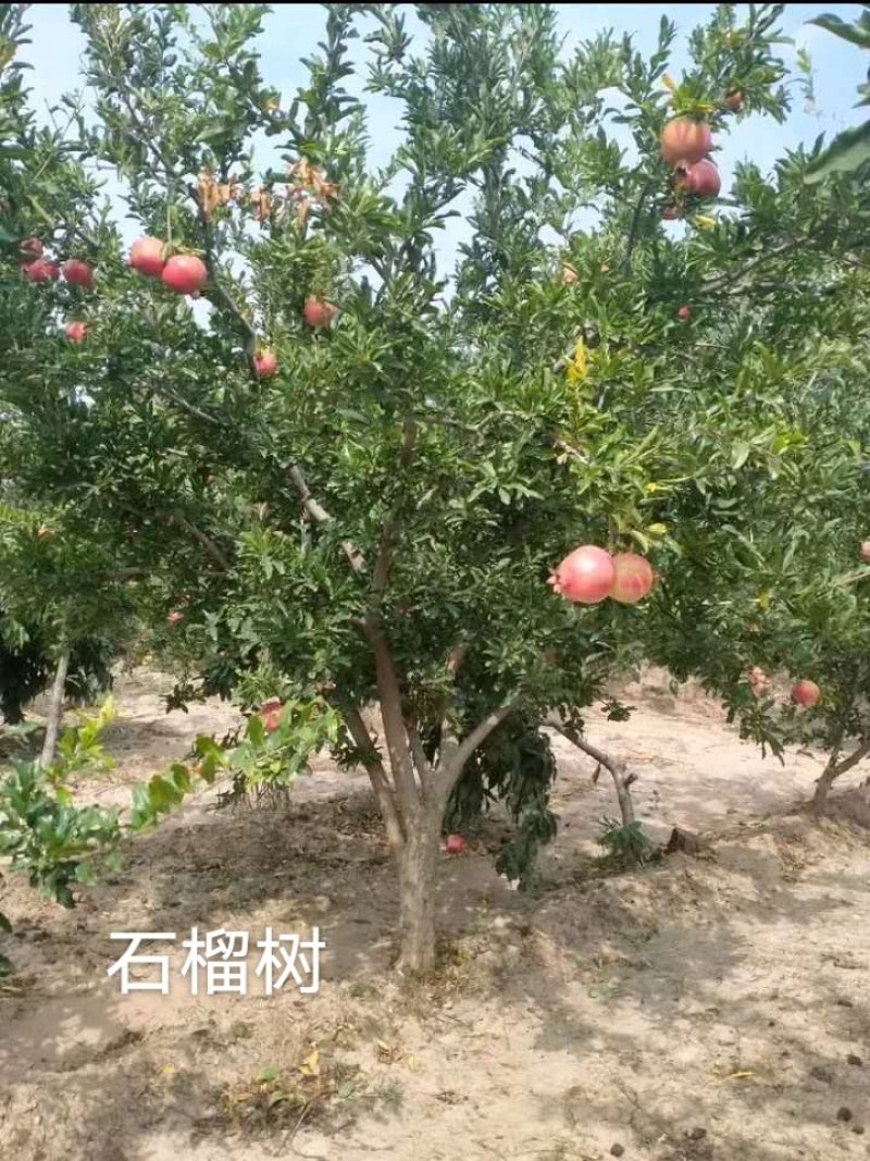 石榴树，花石榴地径10一20公分，大量供应