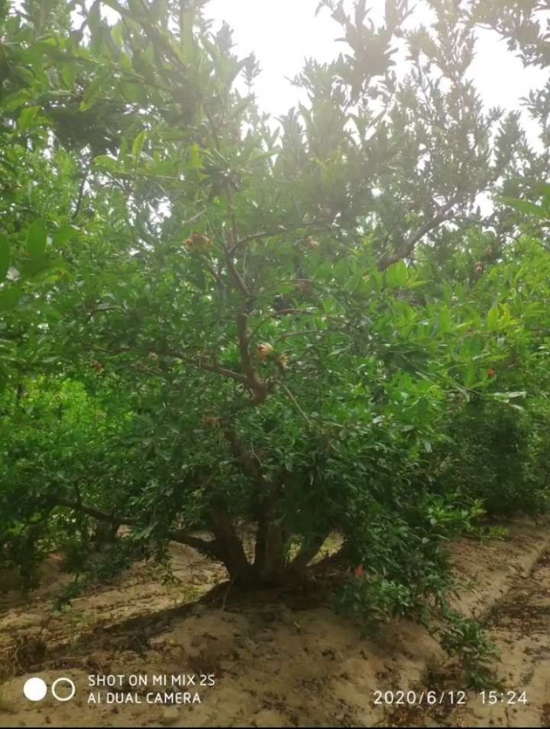 石榴树，花石榴地径10一20公分，大量供应