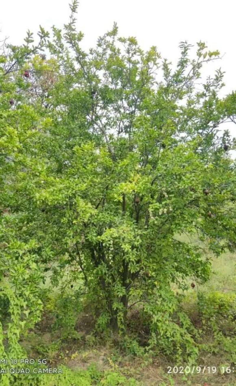 石榴树，花石榴地径10一20公分，大量供应