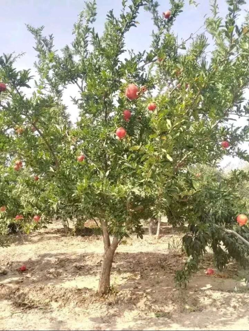 石榴树，花石榴地径10一20公分，大量供应