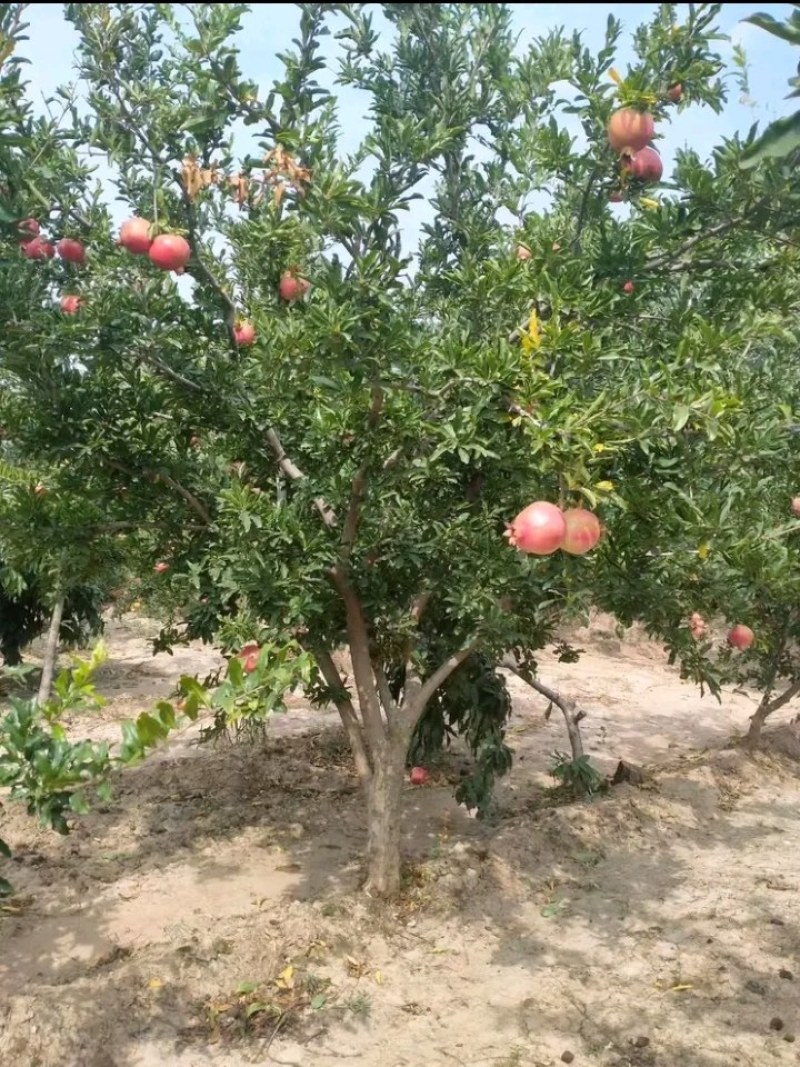 石榴树，花石榴地径10一20公分，大量供应