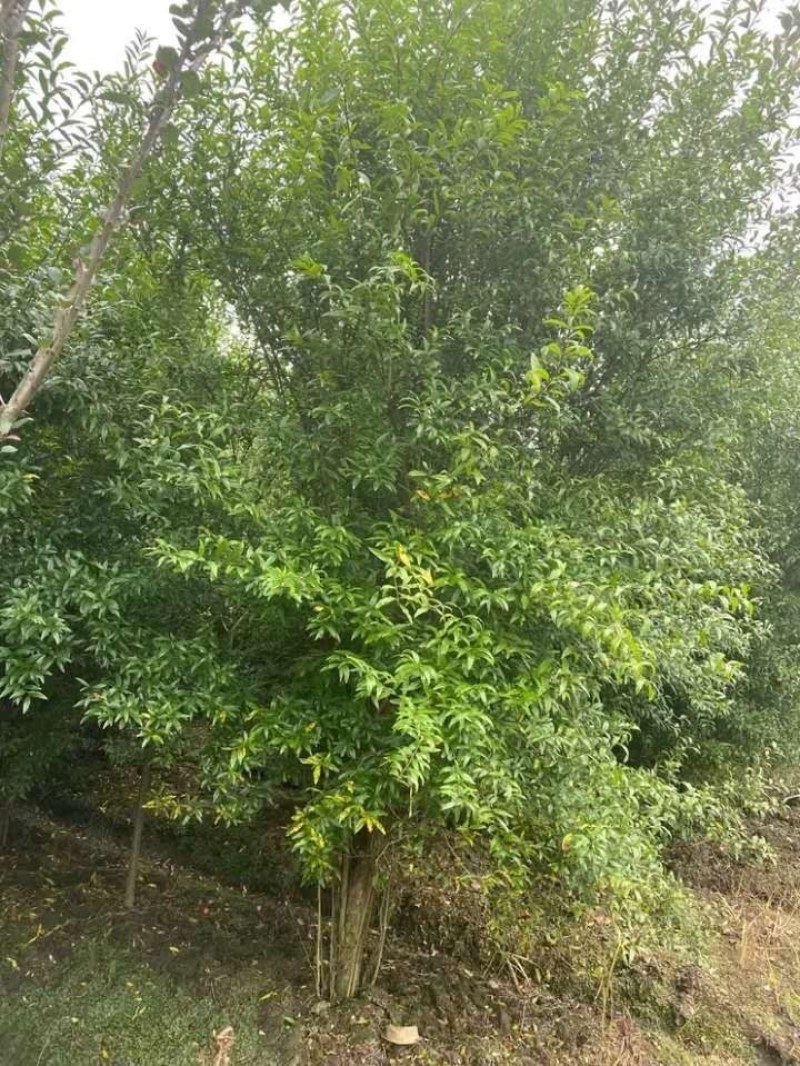 石榴树，花石榴地径10一20公分，大量供应