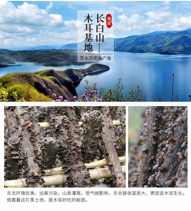 东北新货野生黑木耳椴木耳小碗耳秋木耳干货肉厚无根包邮