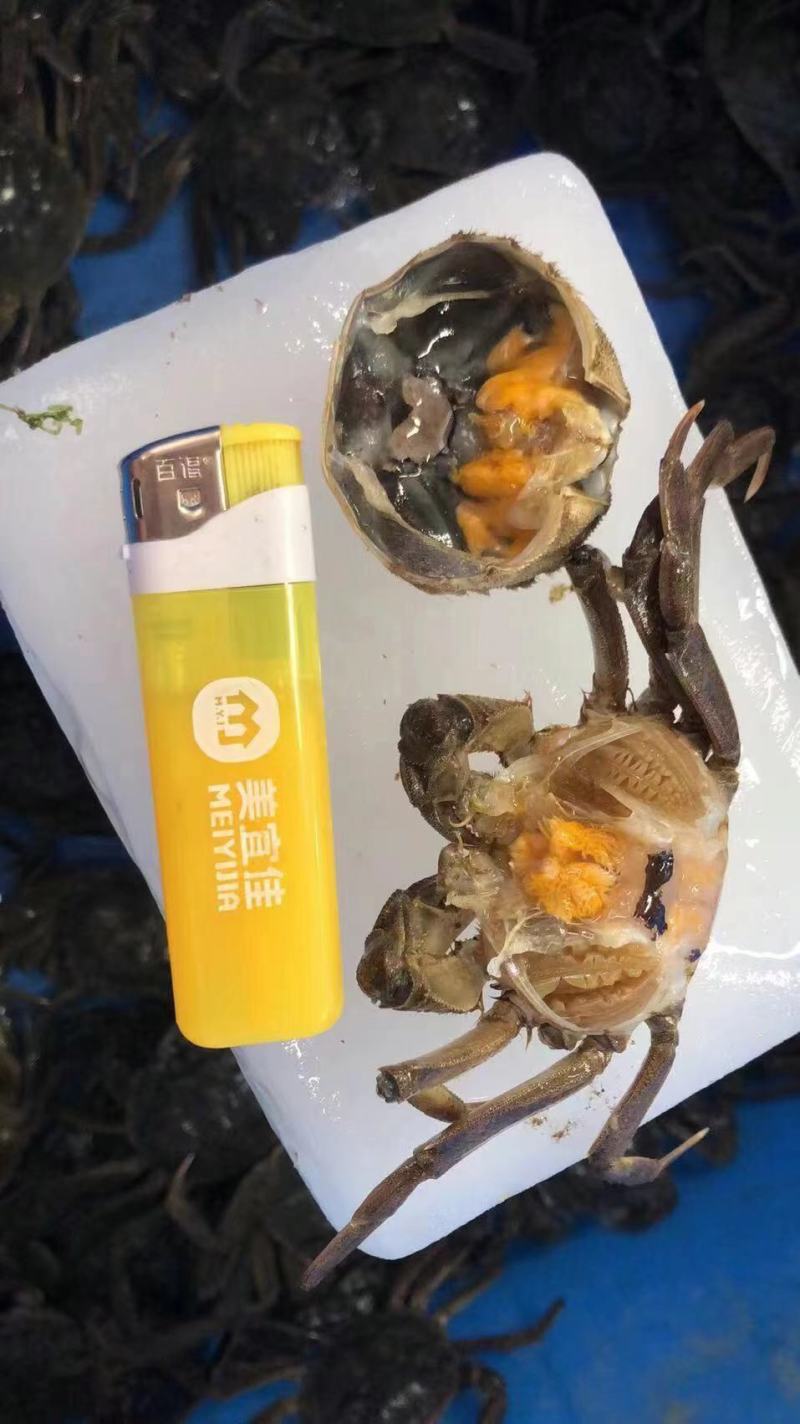 河蟹