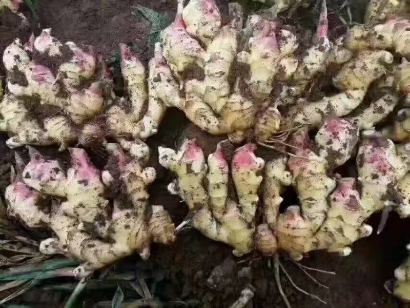 【红芽】鲜姜基地批发大黄姜！小黄姜，品质保证，全国发货
