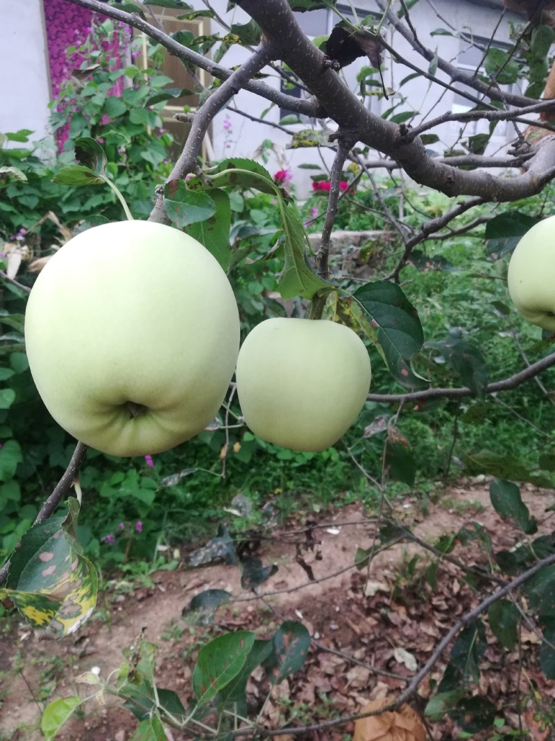 辽宁地区黄元帅