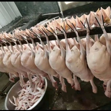 鹅肉