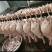 鹅肉