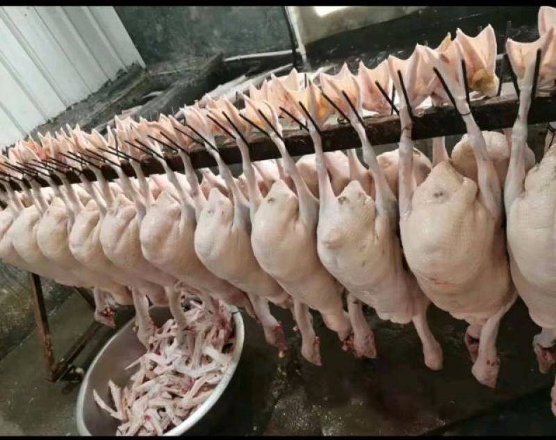 鹅肉