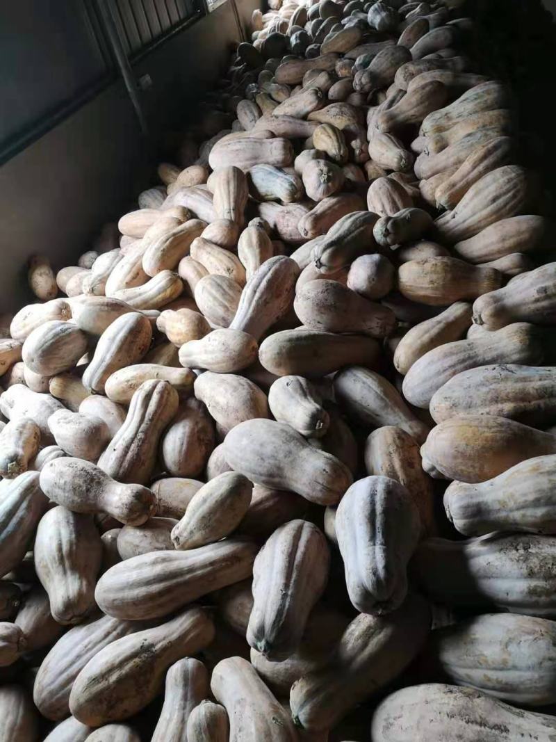 南瓜，蜜本老南瓜，库房货