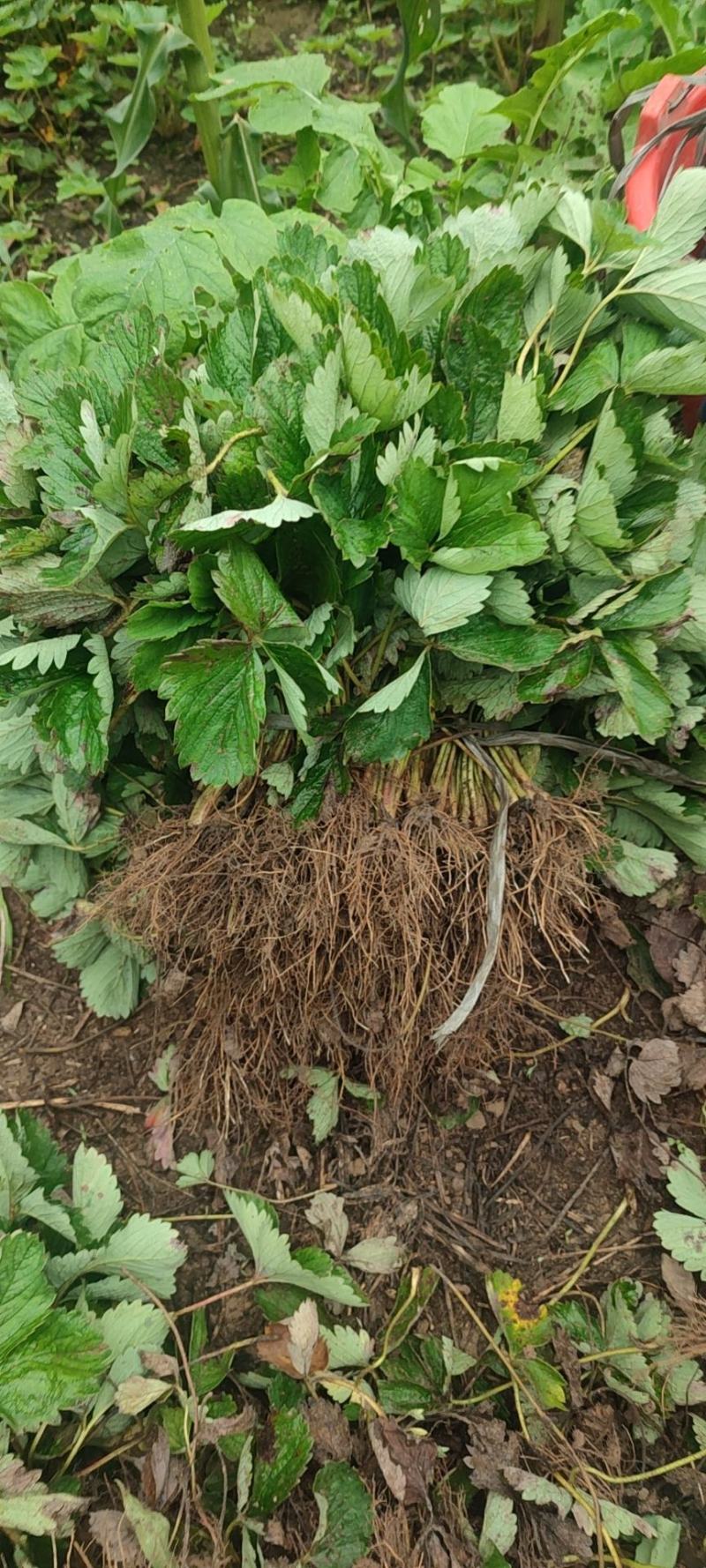 大塞蜜保草莓苗，优质草莓苗大量上市，价格美丽成活率高