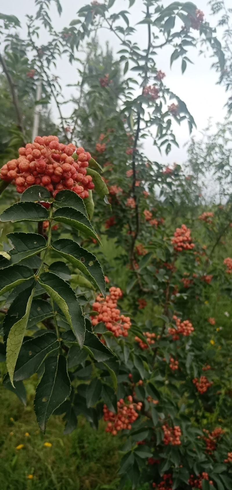 鲜花椒