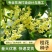 桂花种子四季桂金桂银桂八月桂沉香丹桂花种子四季种
