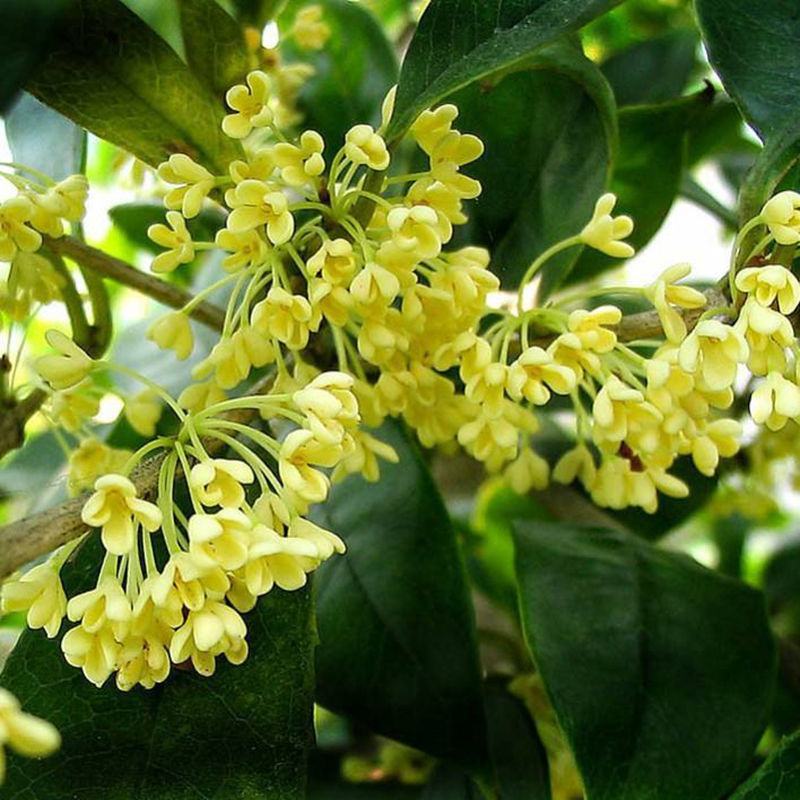桂花种子四季桂金桂银桂八月桂沉香丹桂花种子四季种