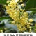 桂花种子四季桂金桂银桂八月桂沉香丹桂花种子四季种