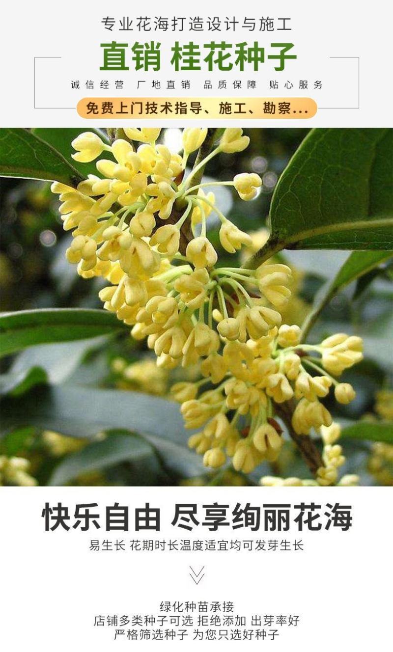 桂花种子四季桂金桂银桂八月桂沉香丹桂花种子四季种