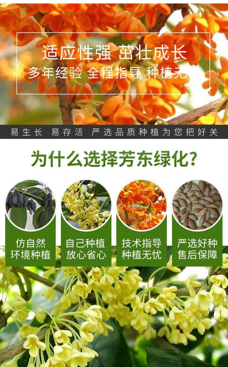 桂花种子四季桂金桂银桂八月桂沉香丹桂花种子四季种