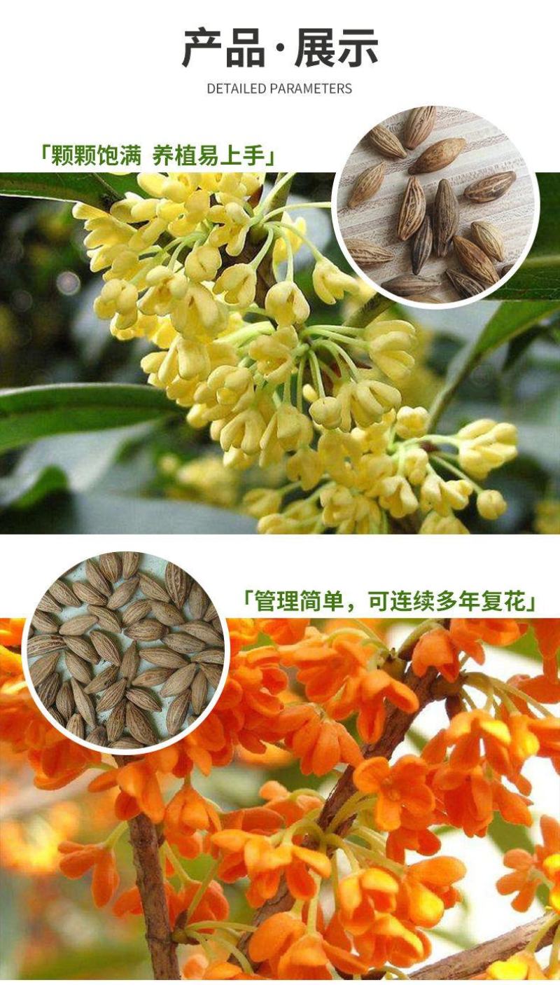 桂花种子四季桂金桂银桂八月桂沉香丹桂花种子四季种