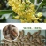 桂花种子四季桂金桂银桂八月桂沉香丹桂花种子四季种
