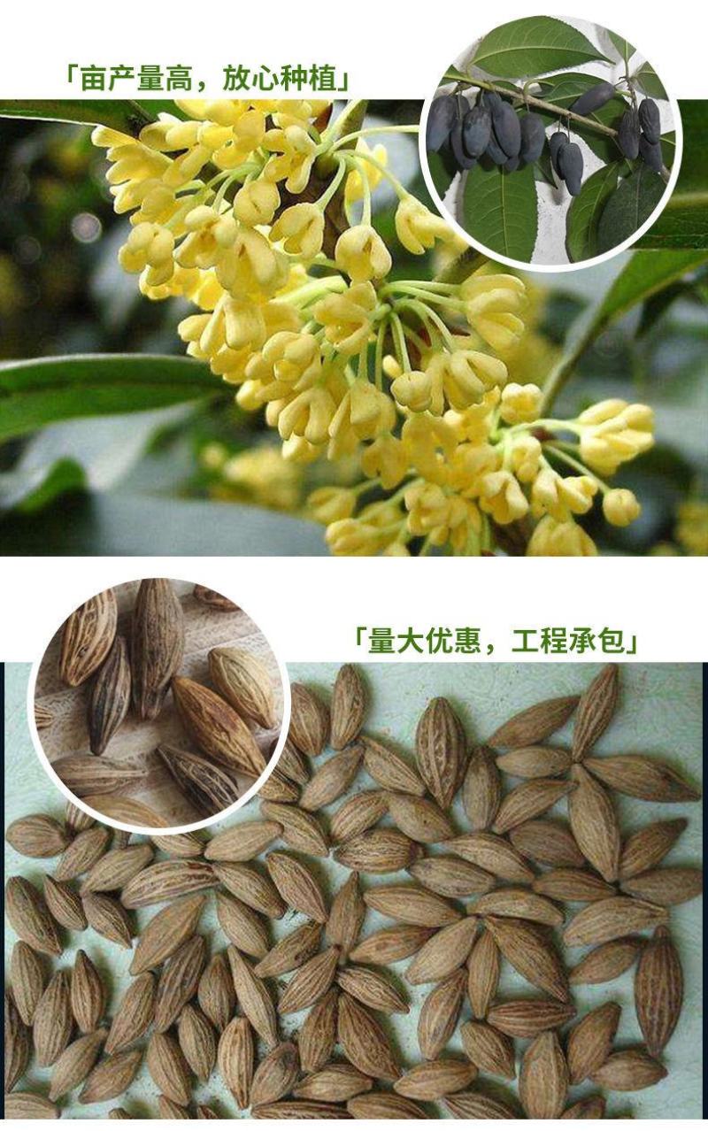 桂花种子四季桂金桂银桂八月桂沉香丹桂花种子四季种