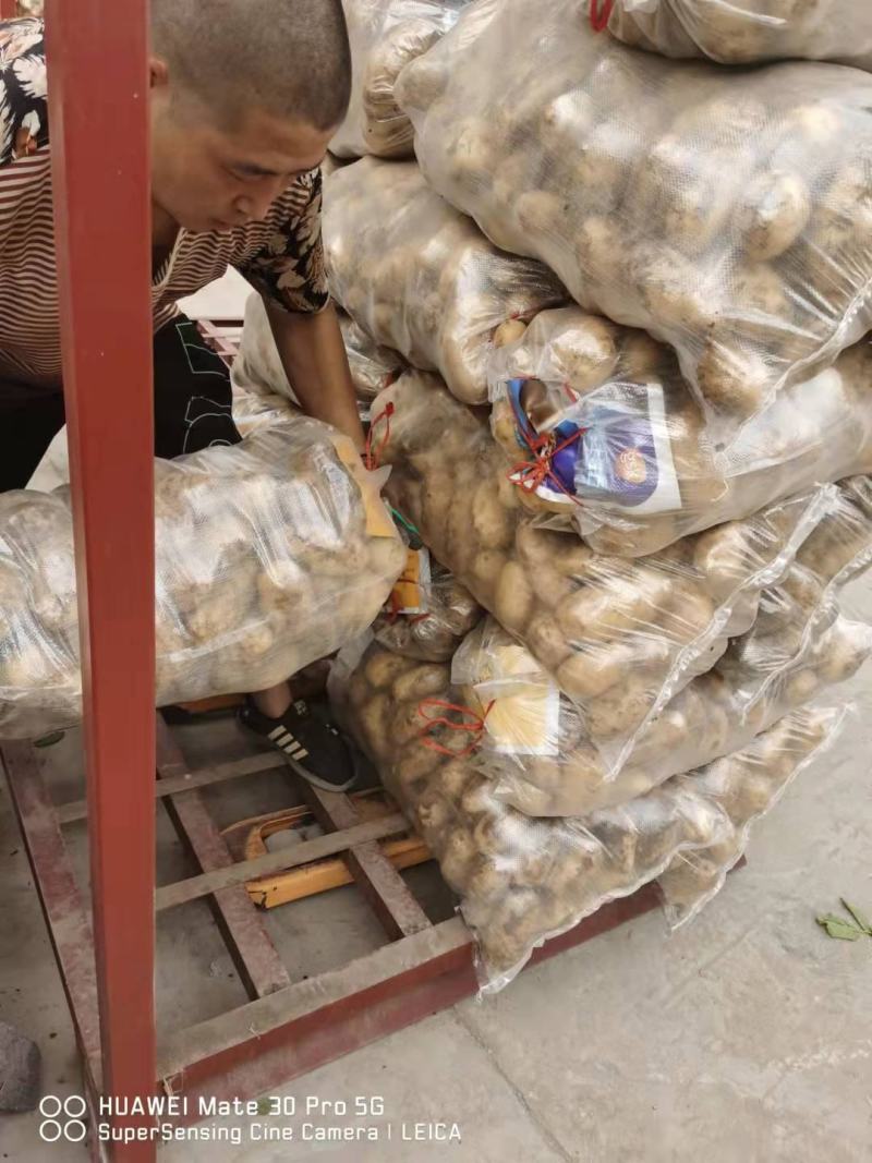 山东千亩露天基地土豆近期大量上市欢迎存库老板前来看货收购