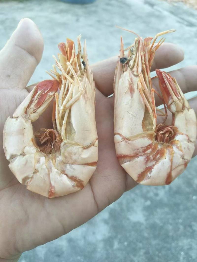 虾干即食虾干海虾干本地渔民自晒