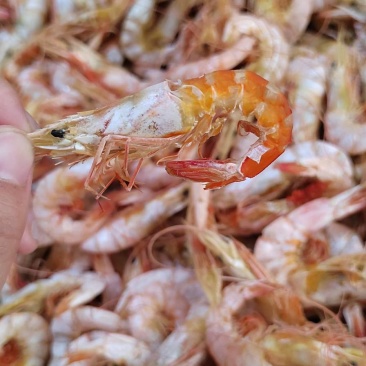 虾干即食虾干海虾干本地渔民自晒