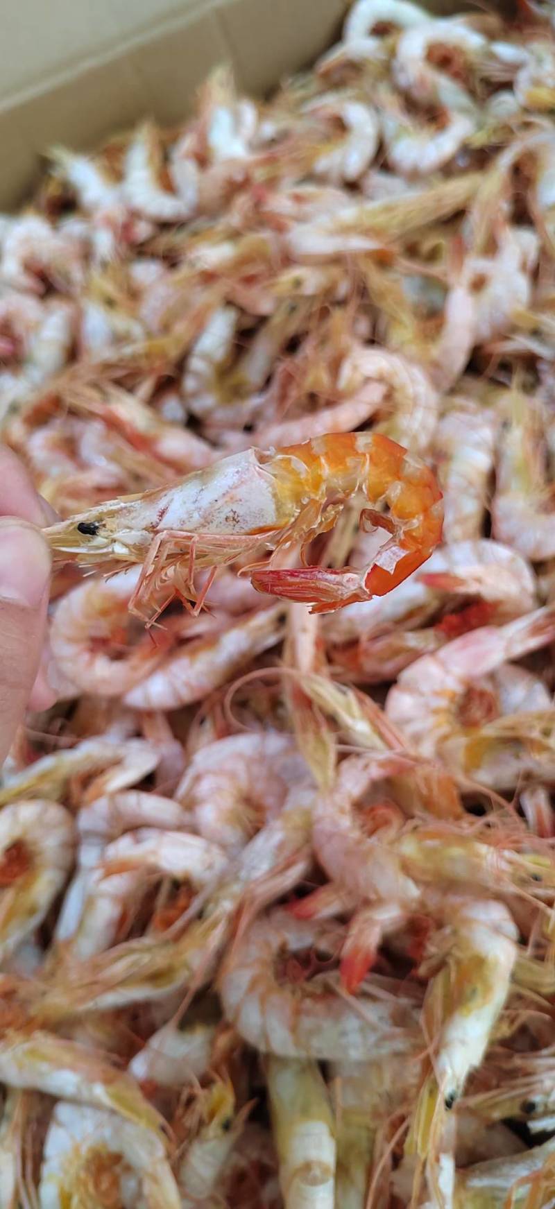 虾干即食虾干海虾干本地渔民自晒