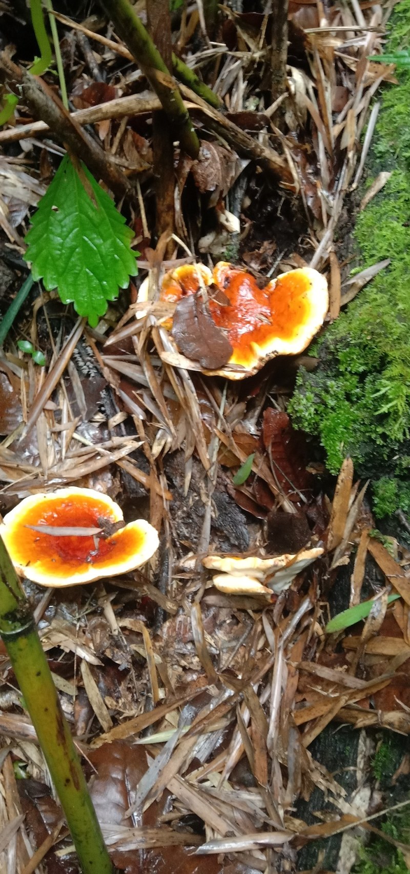 野生白心藏灵芝