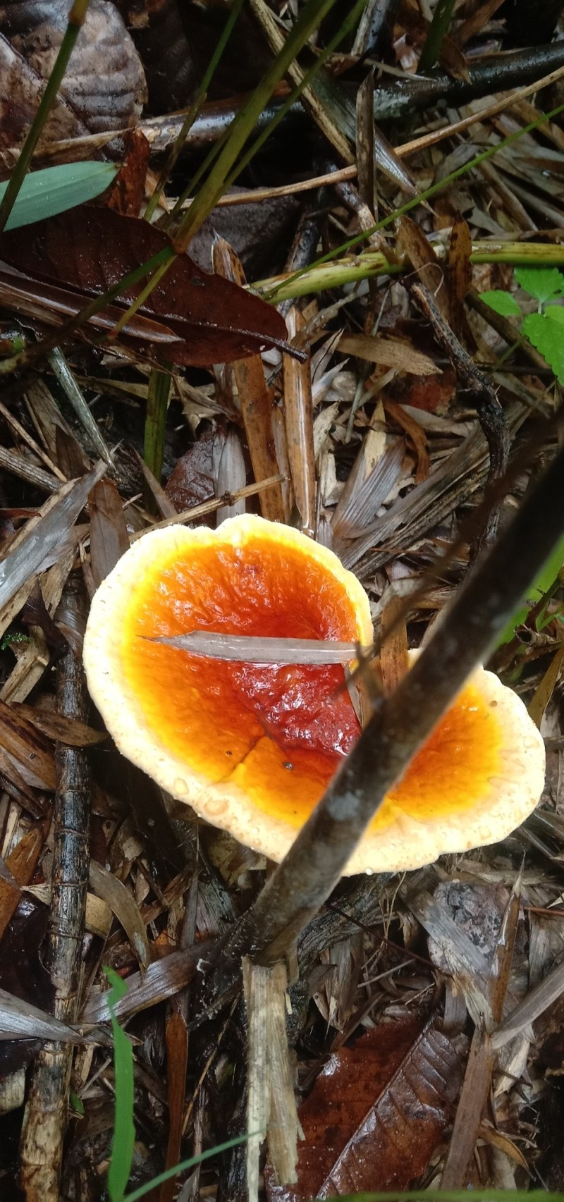 野生白心藏灵芝