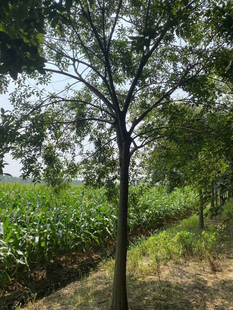 朴树单杆朴树丛生朴树朴树价格公司直销欢迎选购