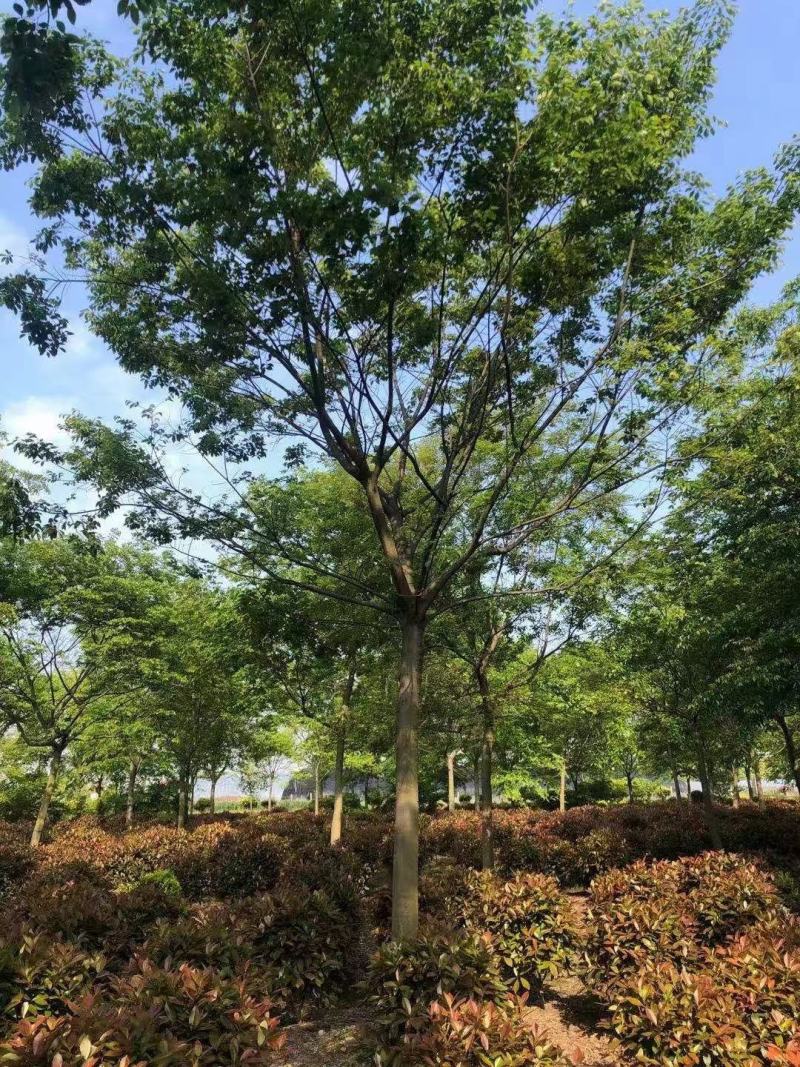 朴树单杆朴树丛生朴树朴树价格公司直销欢迎选购