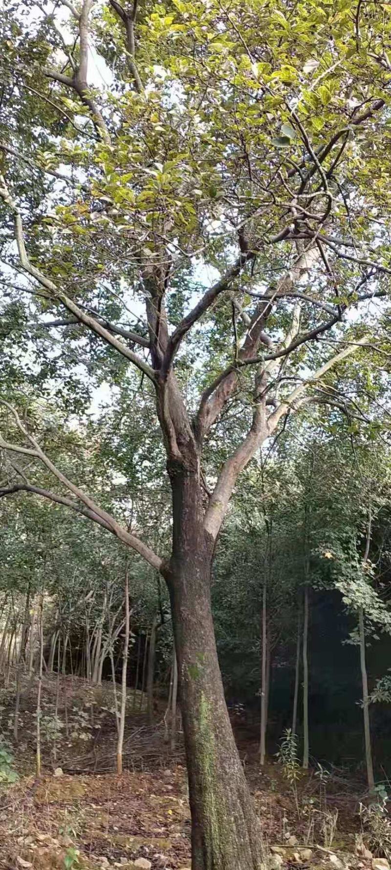 朴树单杆朴树丛生朴树朴树价格公司直销欢迎选购