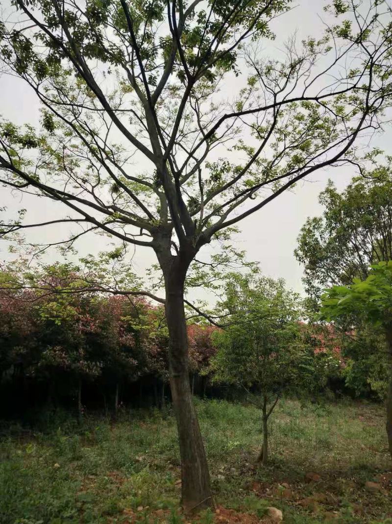 朴树单杆朴树丛生朴树朴树价格公司直销欢迎选购