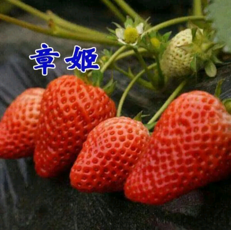 草莓苗红颜久香妙香甜查理章姬越秀隋珠宁玉