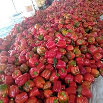 河北彩椒红辣椒大量上市产地直发一手货源
