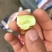朝阳大枣代收当天采摘当天发货，鲜枣脆枣。有需要请提前预约