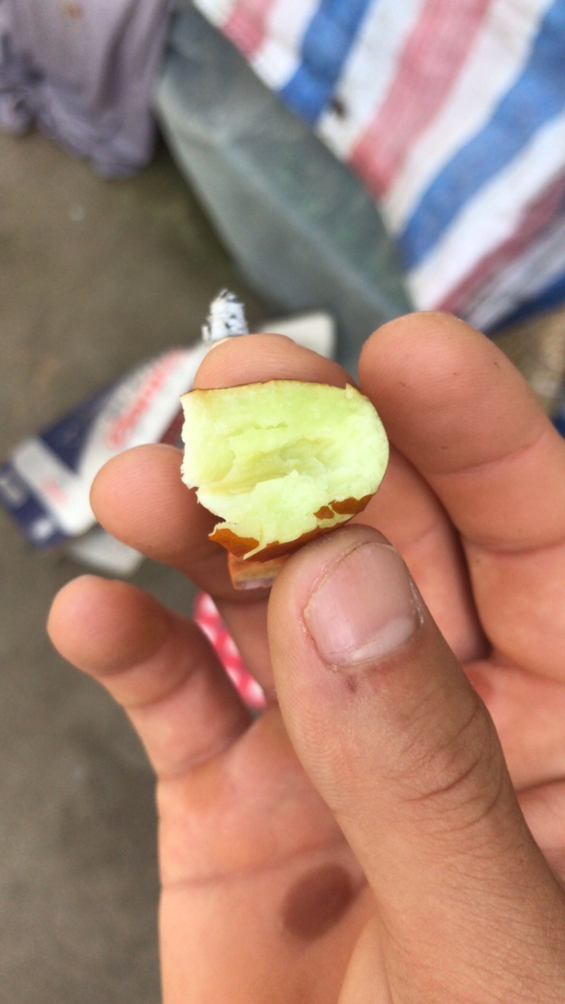 朝阳大枣代收当天采摘当天发货，鲜枣脆枣。有需要请提前预约