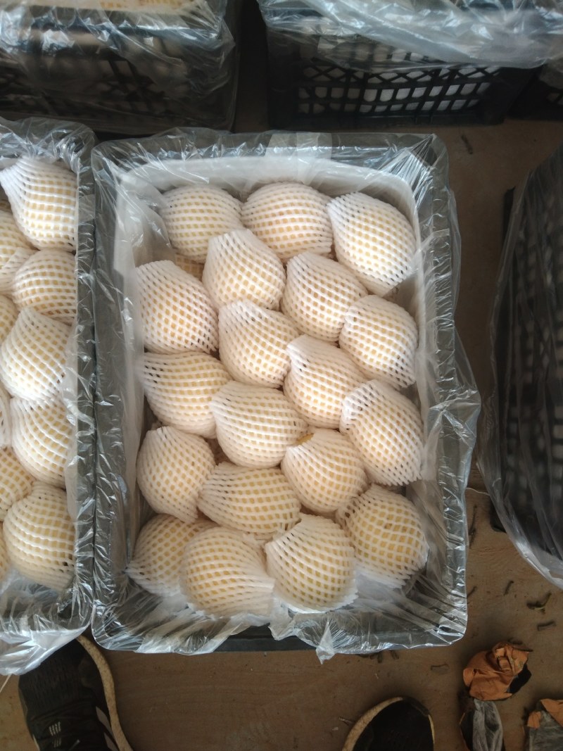 赵县精品皇冠梨开始大量出库，欢迎各大电商，市场前来咨询。