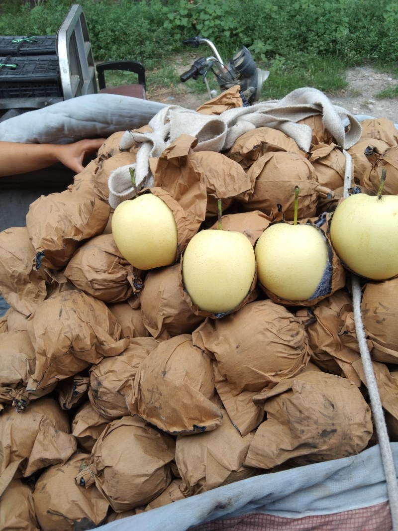 赵县精品皇冠梨开始大量出库，欢迎各大电商，市场前来咨询。