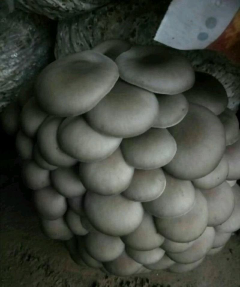 平菇菌种平菇栽培种姬菇栽培种平菇三级种枝条菌种1