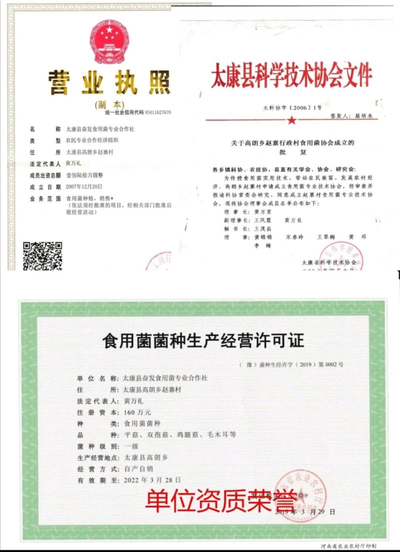 平菇菌种平菇栽培种姬菇栽培种平菇三级种枝条菌种1
