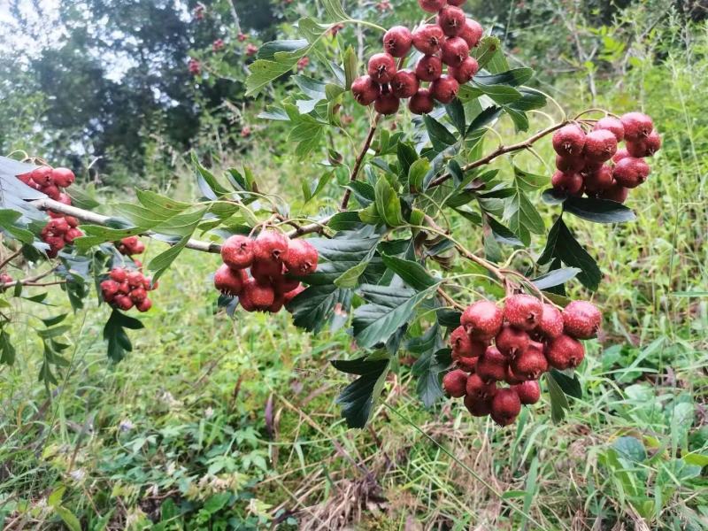 八月红山楂，品质保证，坏果包赔，适合做冰糖葫芦和糖炒山楂