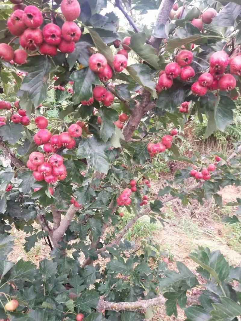 八月红山楂，品质保证，坏果包赔，适合做冰糖葫芦和糖炒山楂