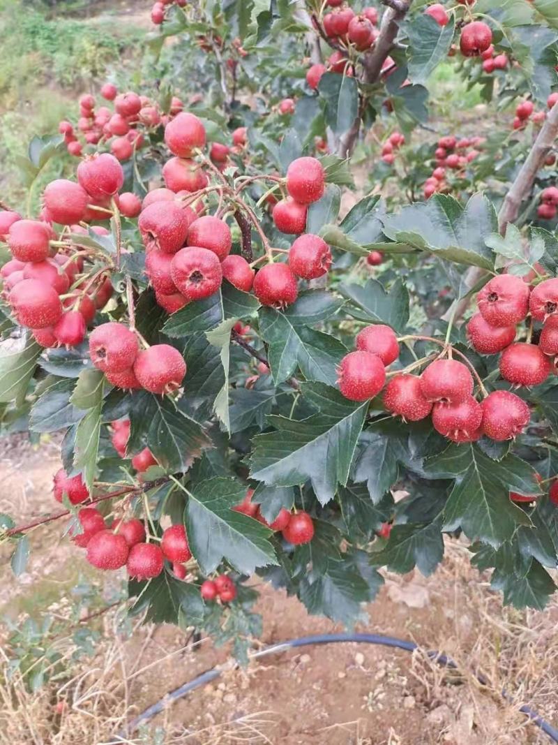 八月红山楂，品质保证，坏果包赔，适合做冰糖葫芦和糖炒山楂