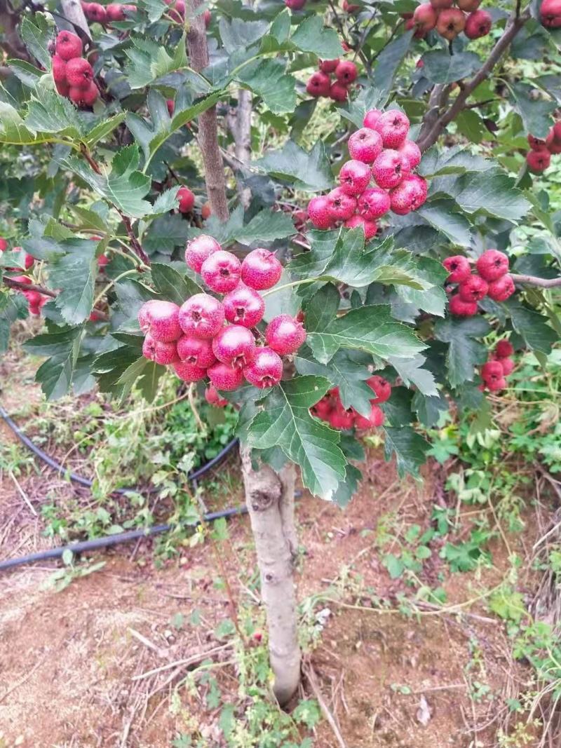 八月红山楂，品质保证，坏果包赔，适合做冰糖葫芦和糖炒山楂