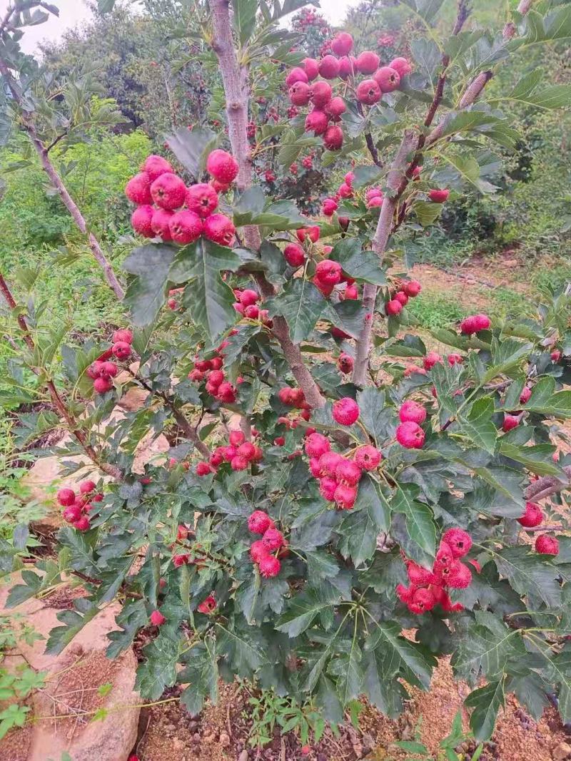 八月红山楂，品质保证，坏果包赔，适合做冰糖葫芦和糖炒山楂