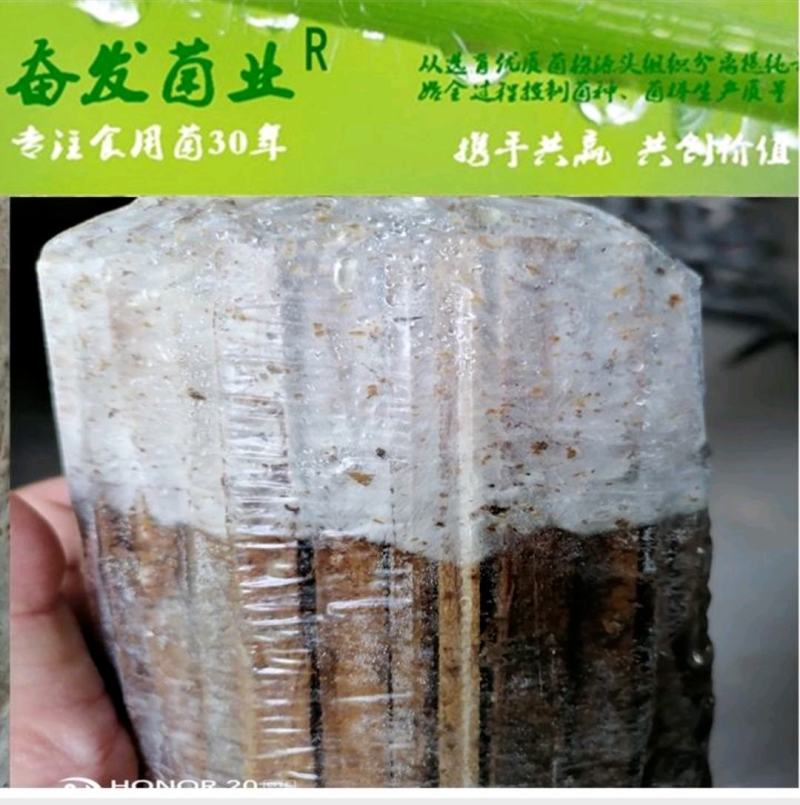 平菇菌种平菇栽培种姬菇栽培种平菇三级种枝条菌种1